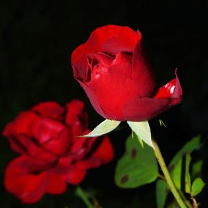 roses, flowers, red roses-419079.jpg