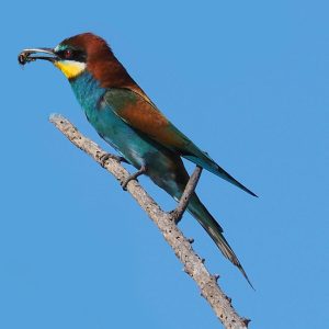 nature, bird, little bee-eater-2420339.jpg