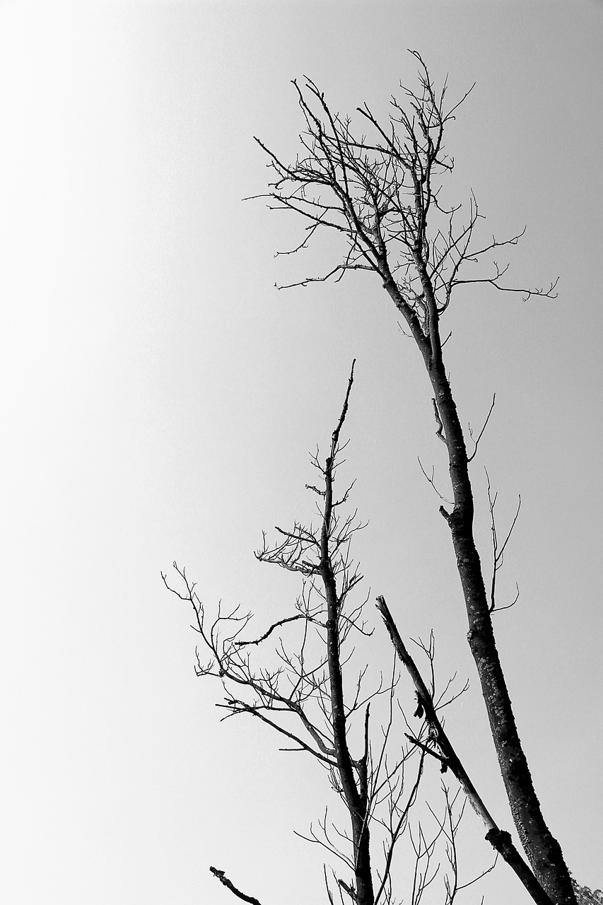 trees, dead tree, branch-2815476.jpg