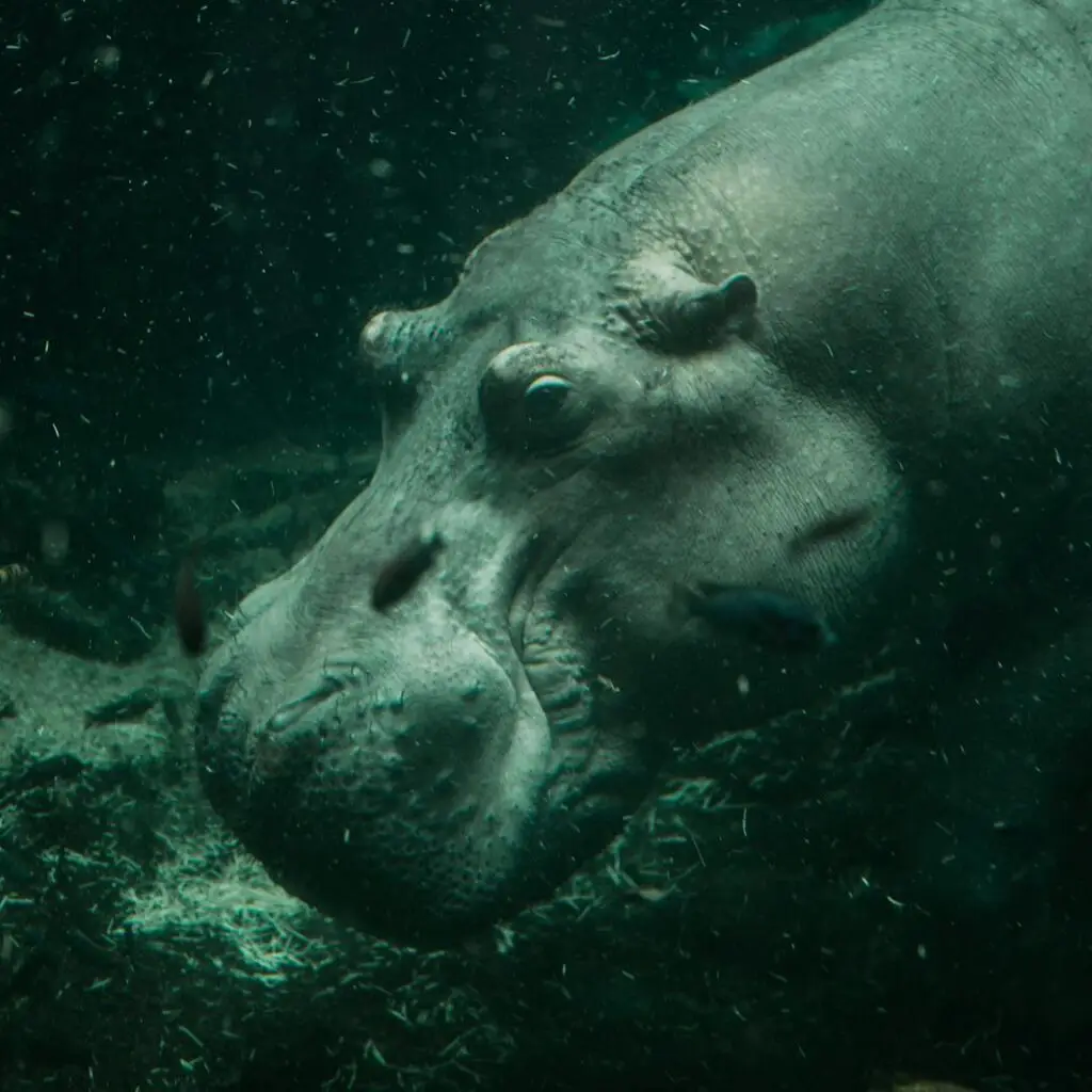 A Hippopotamus Underwater