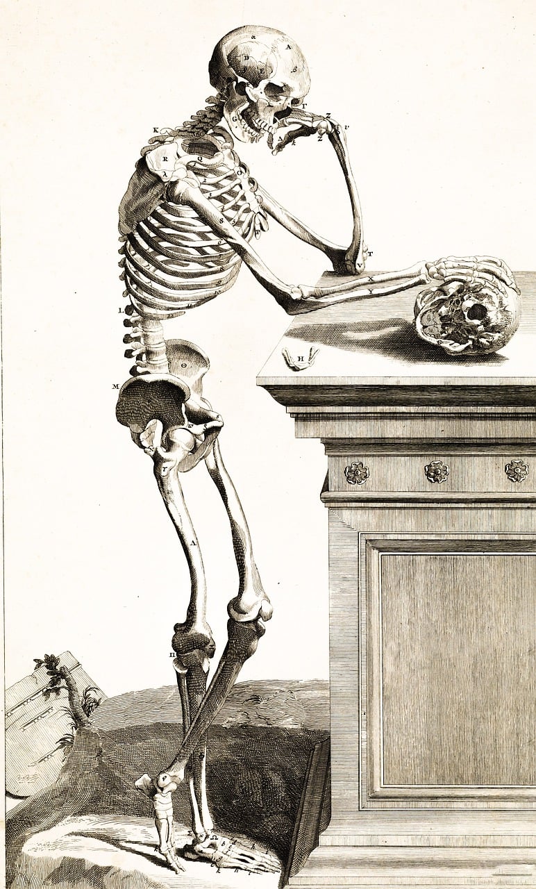 skeleton, skull, bones-5576851.jpg